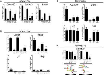 CD9 Controls Integrin α5β1-Mediated Cell Adhesion by Modulating Its Association With the Metalloproteinase ADAM17